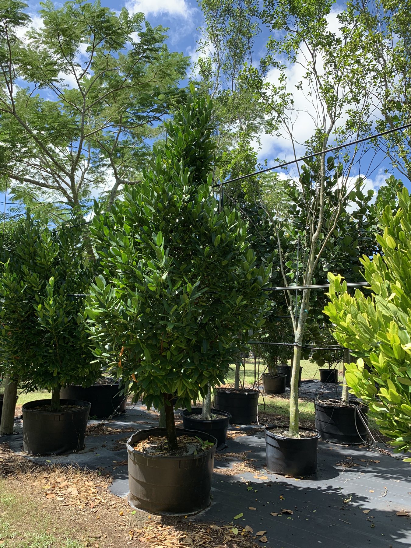 Selecting specimen trees at the nursery