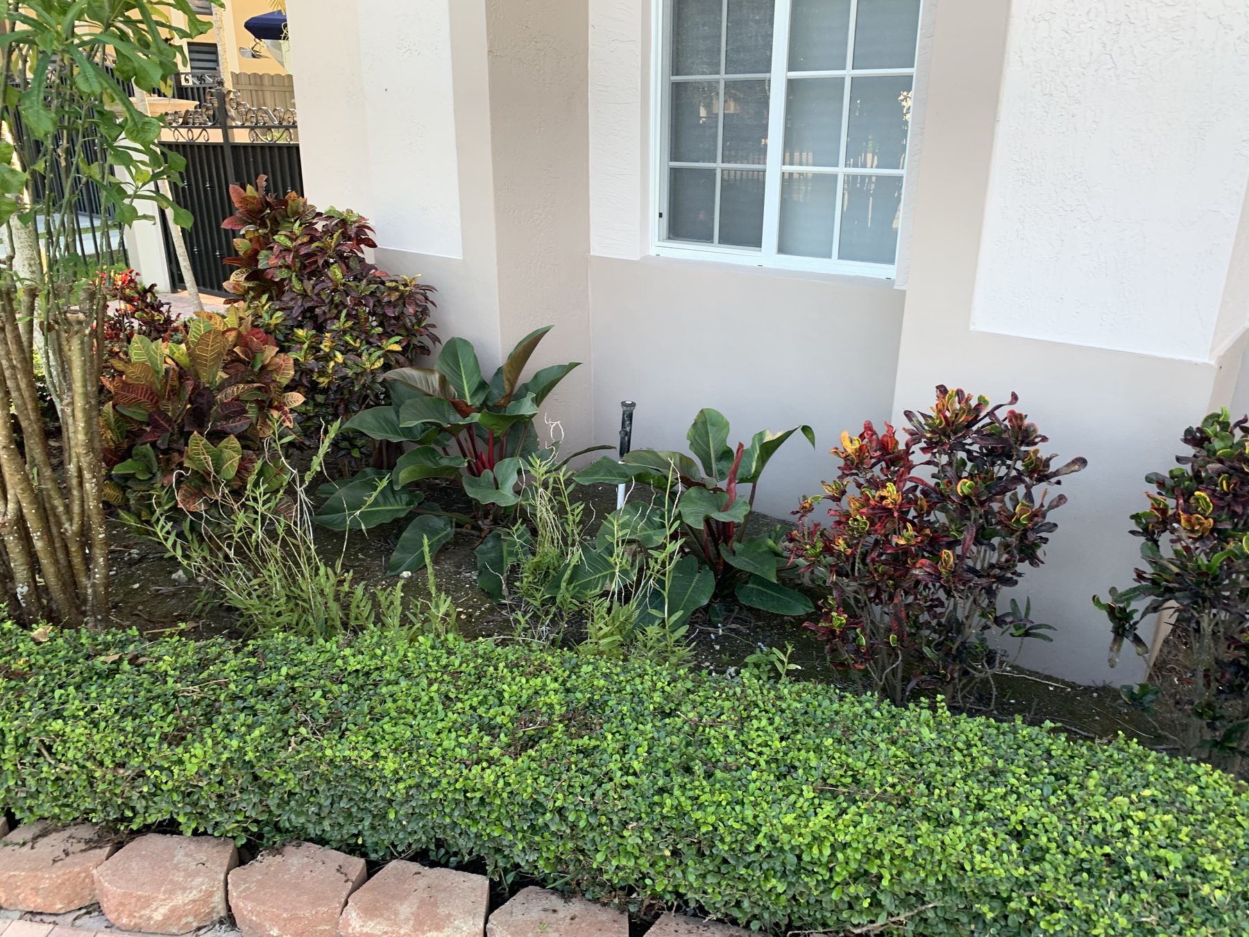 Layered foundation planting with hedge and cordyline