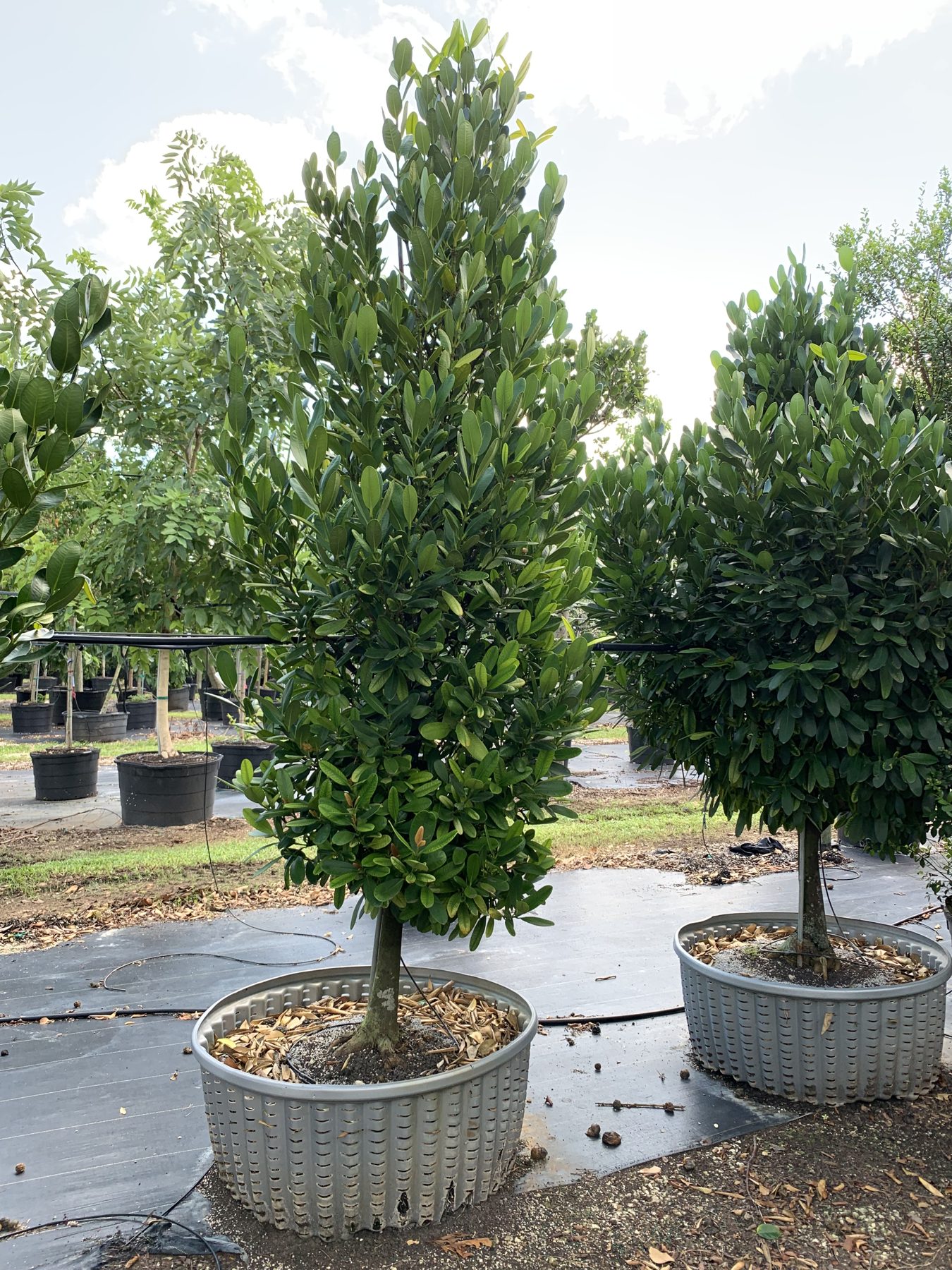 Specimen tree selected at the nursery